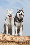 SIBERIAN HUSKY 062